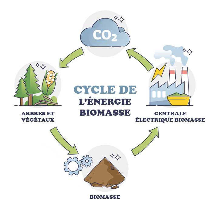 cycle de l'energie biomasse